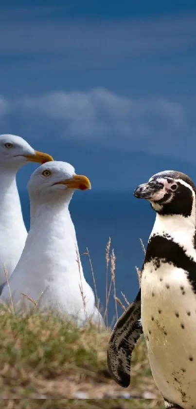 Wallpaper with seagulls and a penguin in a coastal setting under blue skies.