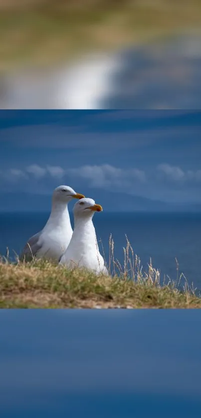 Seagulls resting by the blue ocean under a vivid sky.