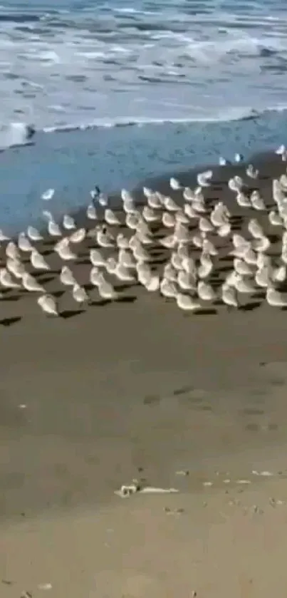 Seagulls gathered on a sandy beach near the ocean waves.