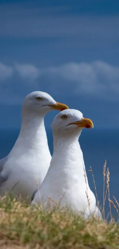 Two seagulls perched on a cliff by an ocean with a blue sky backdrop.