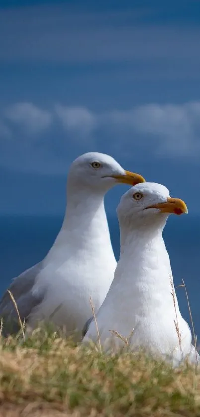 Seagulls stand on a cliff overlooking the ocean with a blue sky backdrop.