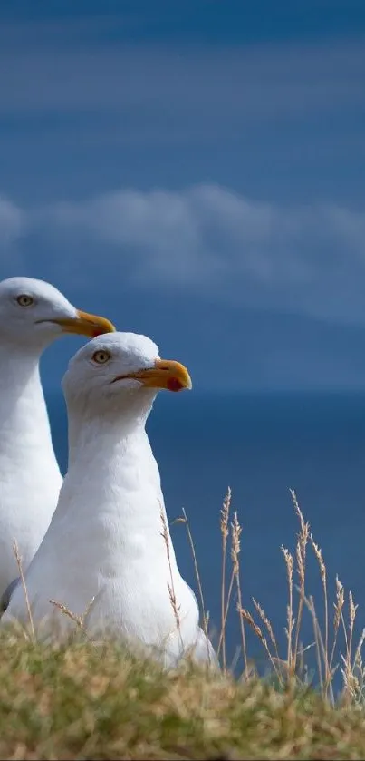 Two seagulls standing on a grassy cliff with ocean background.