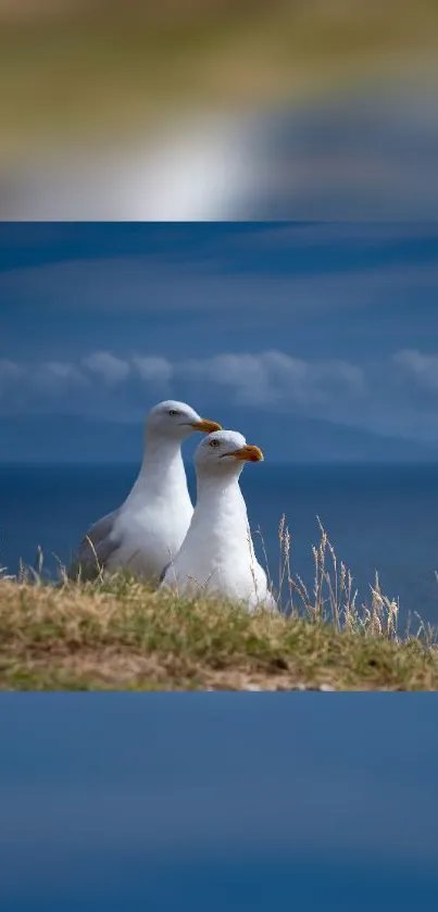 Two seagulls perched on a cliff with ocean background.