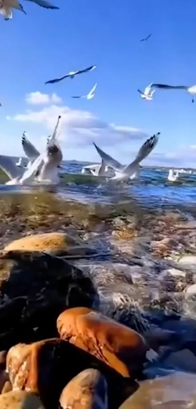 Seagulls soar over the rocky shore beside the ocean under a clear blue sky.