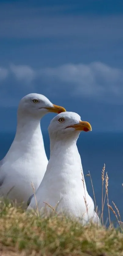 Two seagulls stand on a grassy cliff by the ocean.