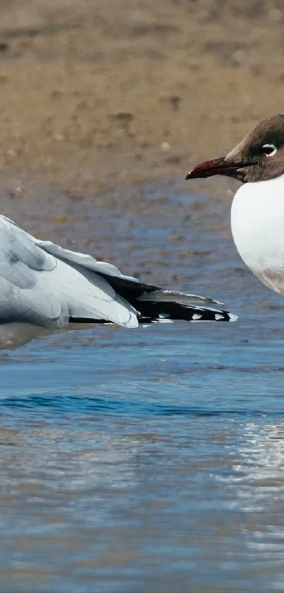 Seagulls standing in calm, blue water on a sandy beach.