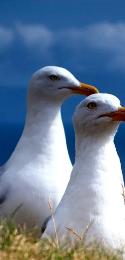 Seagulls standing on grass against a blue sky.