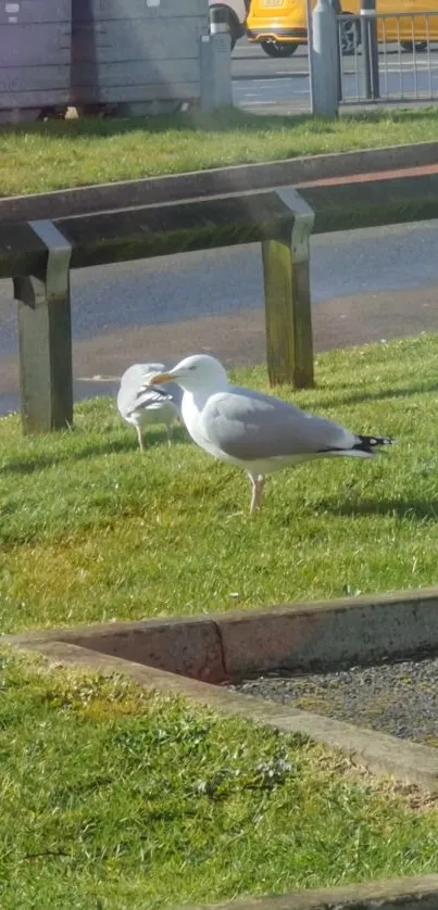 Two seagulls standing on a green lawn under the sun.