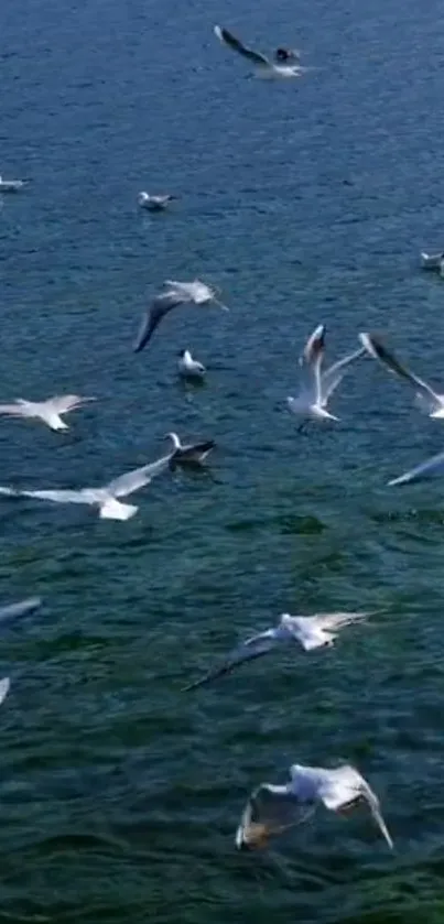 Seagulls flying over a vast blue ocean.