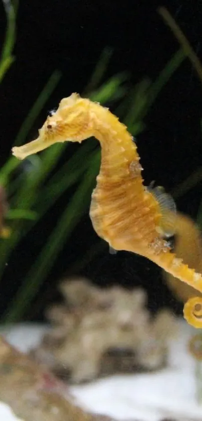 Seahorse swimming in aquarium with green plants in background.