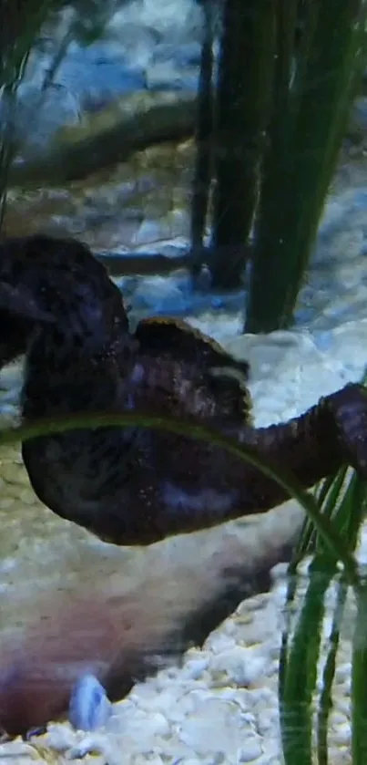 Seahorse nestled among lush aquatic plants in a tranquil underwater scene.