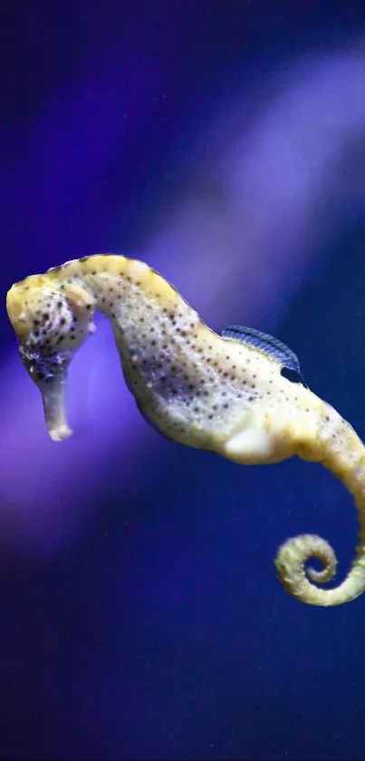 A delicate seahorse gracefully floats against a deep blue background.