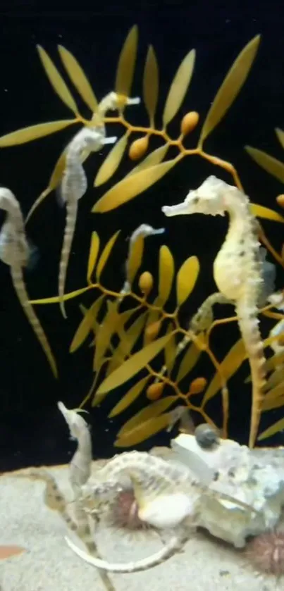 Seahorses swimming among lush seaweed.