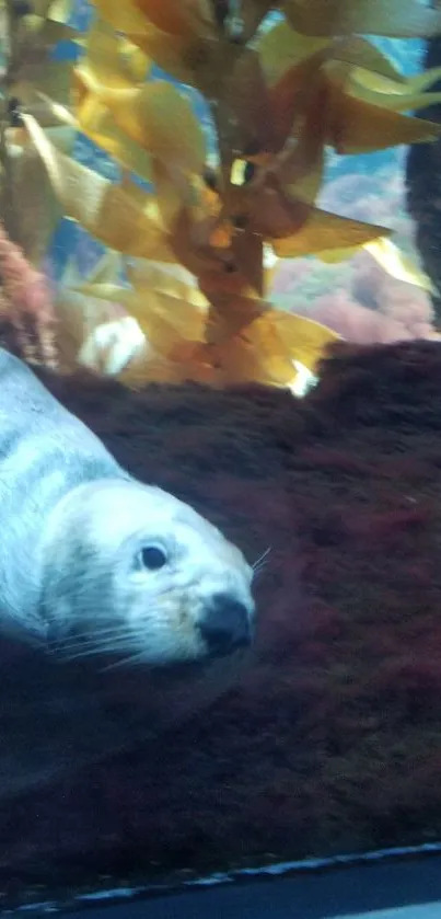 Seal swimming underwater amid seaweed in serene ocean scene.