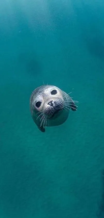 A cute seal swimming gracefully underwater.