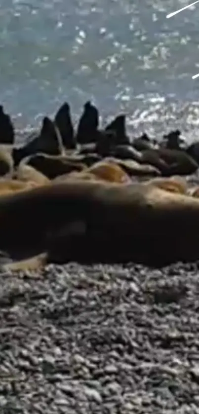 Seals relaxing on a rocky beach under sunlight.