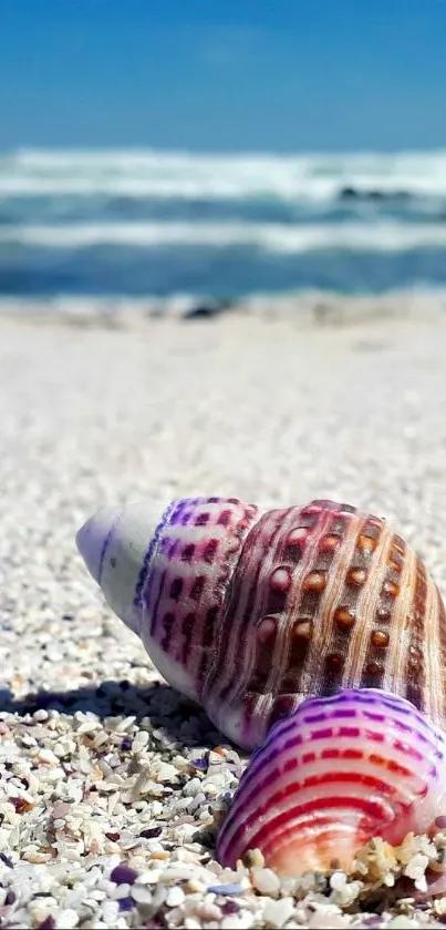 Seashells on a sandy beach with a blue ocean in the background.