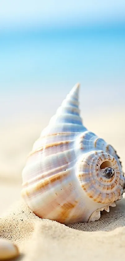 Seashell resting on sunlit sandy beach with soft ocean background.