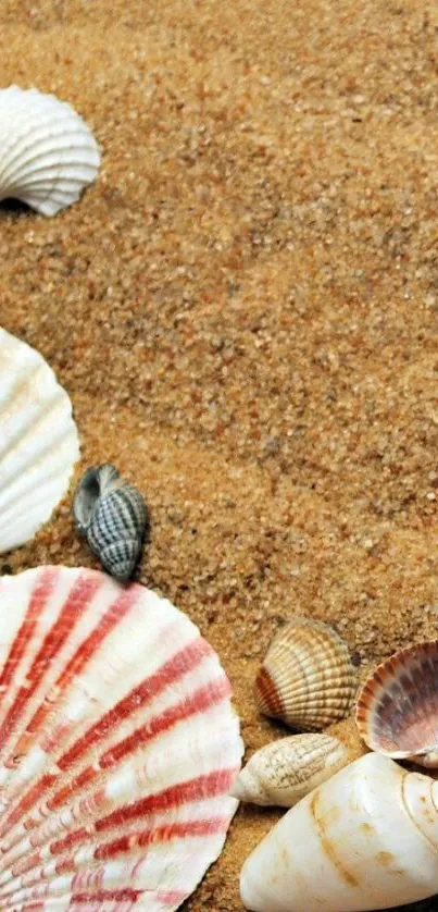 Seashells on sandy beach mobile wallpaper.