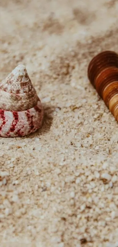 Two seashells resting on sandy beach.