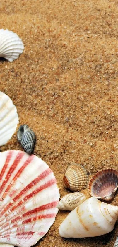 Seashells scattered on sandy beach wallpaper for mobile.