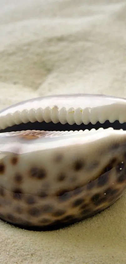 Close-up of an elegant sea shell on sandy beach surface.