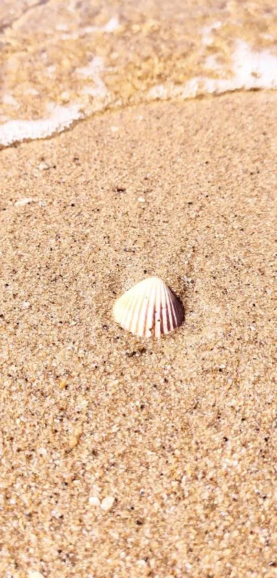 Serene mobile wallpaper with seashell on sandy beach.