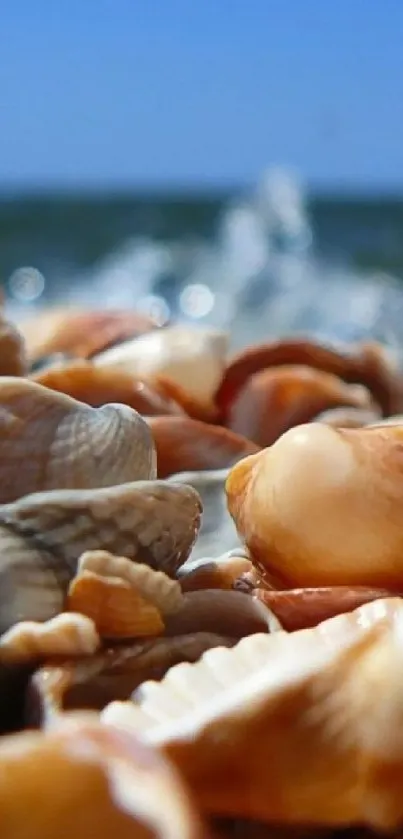 Seashells scattered beautifully on a beach with ocean in the background.