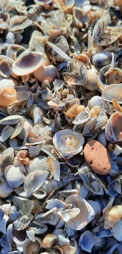 Close-up of textured seashells scattered on the beach.