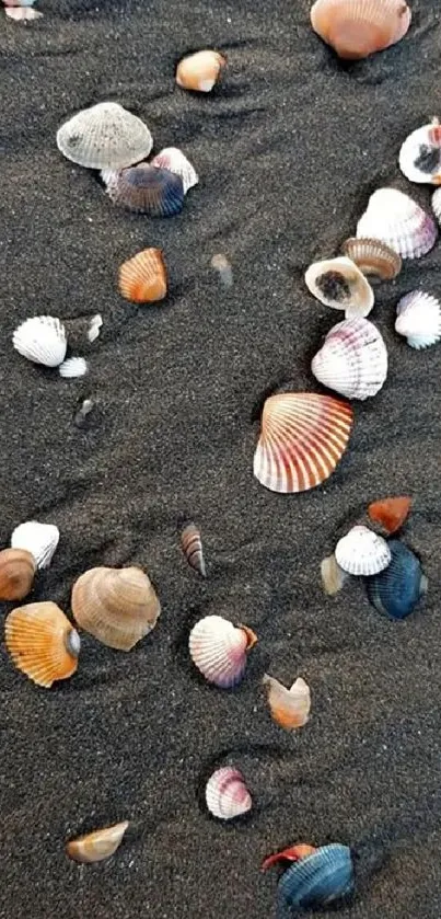 Seashells scattered on dark sandy beach, creating a serene and coastal mobile wallpaper.