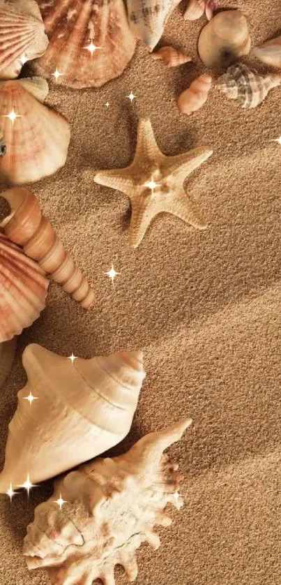 Seashells resting on a sandy beach surface.