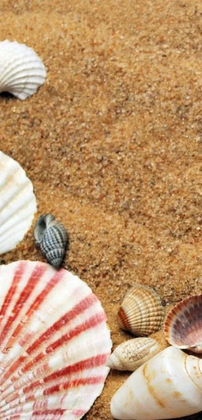 A serene sandy beach with assorted seashells layout.