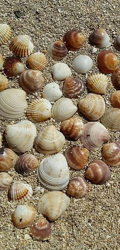 Seashells arranged on a sandy beach background.