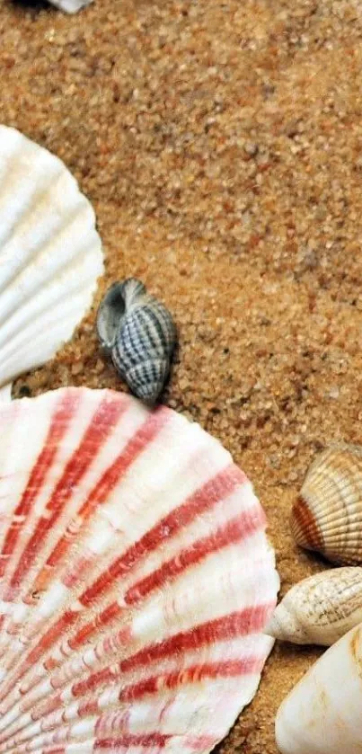 Seashells scattered on a sandy beach with textured surface.