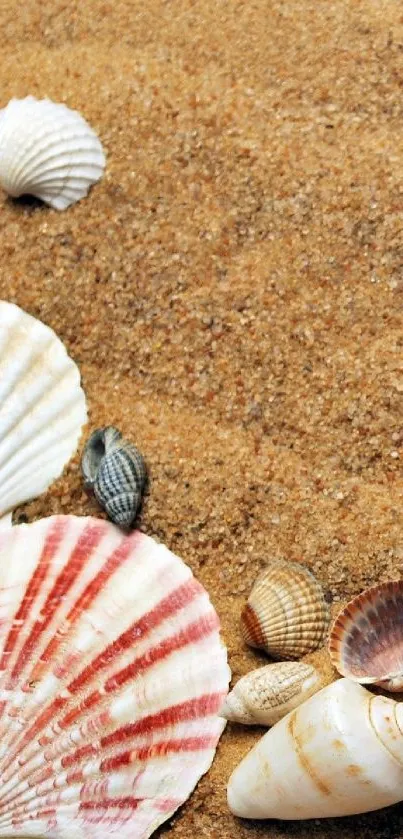 Seashells resting on a soft sandy beach, creating a calming, nature-inspired wallpaper.