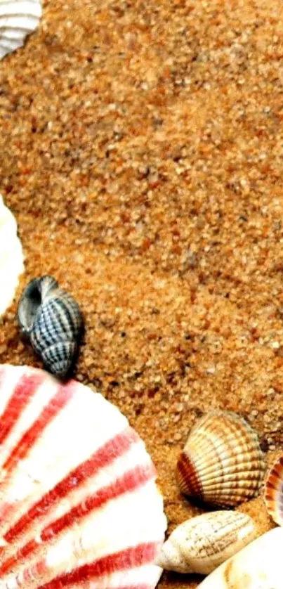 Seashells scattered on a sandy beach background.