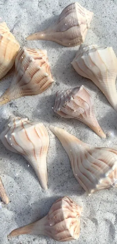 Seashells resting on light sandy beach, creating a calming visual perfect for wallpaper.