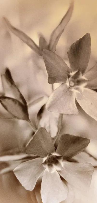 Artistic sepia-toned floral wallpaper with delicate petals.