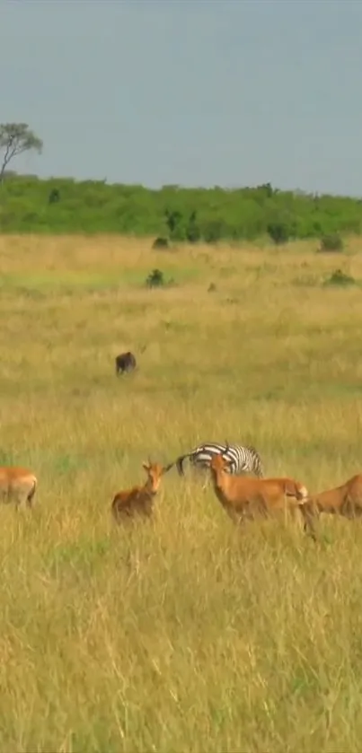 Zebras and antelopes in African savanna landscape.