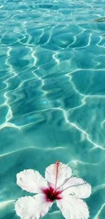 Tranquil aqua waters with a floating hibiscus flower.