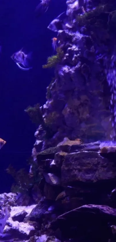 Colorful fish swimming in purple-lit aquarium