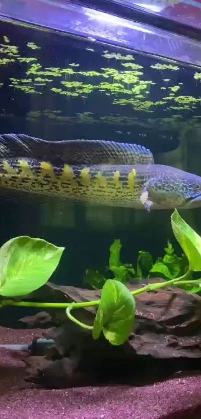 Colorful fish swimming in lush aquarium with green plants.