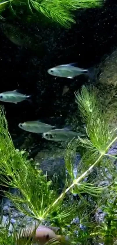 Aquatic wallpaper with silver fish swimming among green plants.