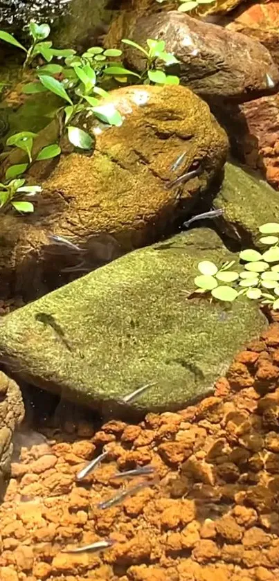 Aquatic scene with stones, plants, and fish in vibrant colors.