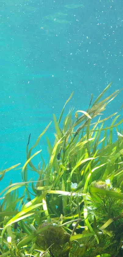 Vivid green seaweed swaying in clear blue ocean.