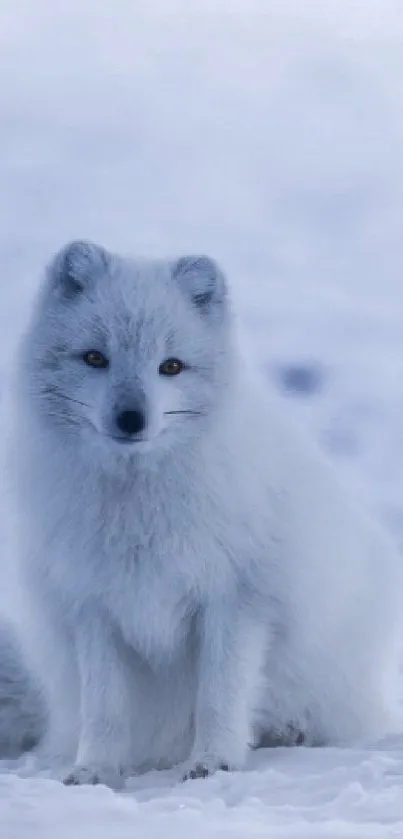 Serene Arctic fox sitting on snow-covered landscape.