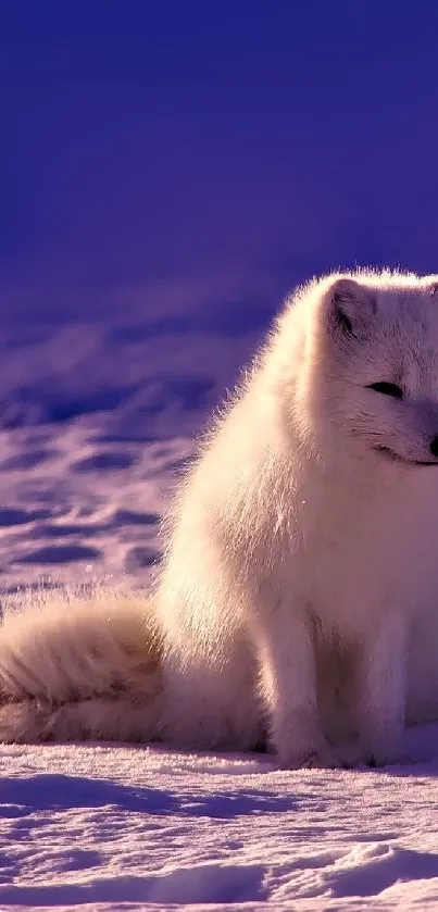 White arctic fox sitting on a snowy landscape with a purple sky.