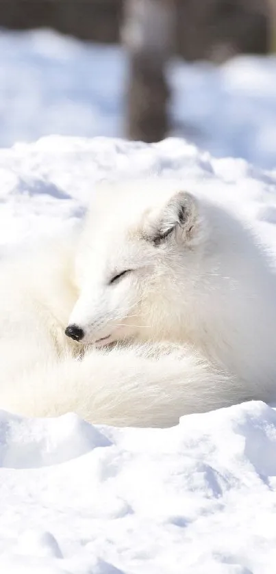 Serene Arctic fox resting on white snow under sunlight.