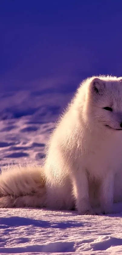 Serene arctic fox on snowy purple landscape.