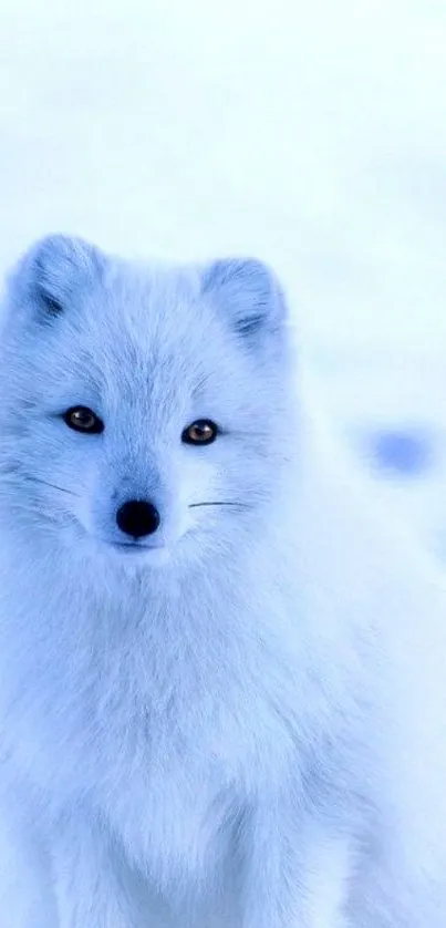 Serene Arctic fox in snowy landscape, soft blue hues.